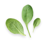 leaf-element-01-150×150-1.png