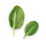 leaf-element-02-150×150-1.png